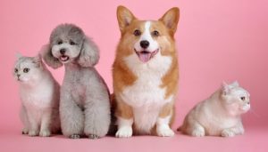 Die beste Online Tierapotheke  Tiermedizin online bestellen