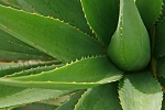 naturheilkunde aloe vera heilpflanzen aloe