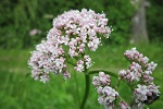 naturheilkunde baldrian heilpflanze heilkräuter
