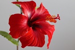 naturheilkunde hibiskus heilpflanze blume