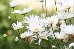 naturheilkunde kamille heilpflanze