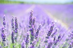 naturheilkunde lavendel heilpflanzen