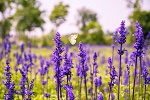 naturheilkunde salbei heilpflanzen