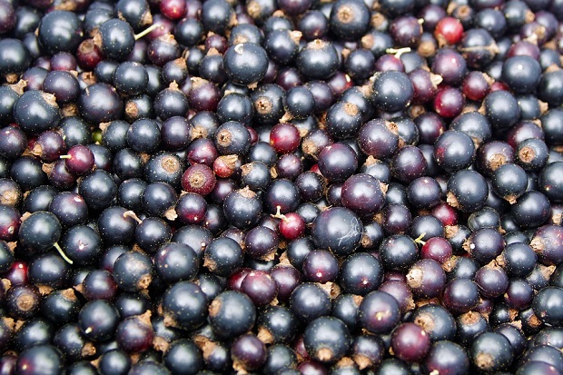 schwarze-Johannisbeere